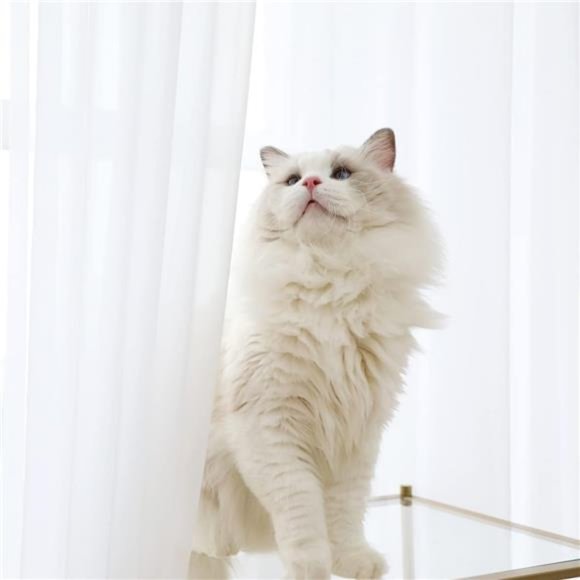 Window White Sheer Curtains 84 Inches Length 2 Panels Set Window Sheer White - Picture 2 of 5